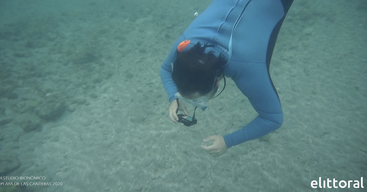 persona buceando y analizando el fondo marino, empresa Elittoral