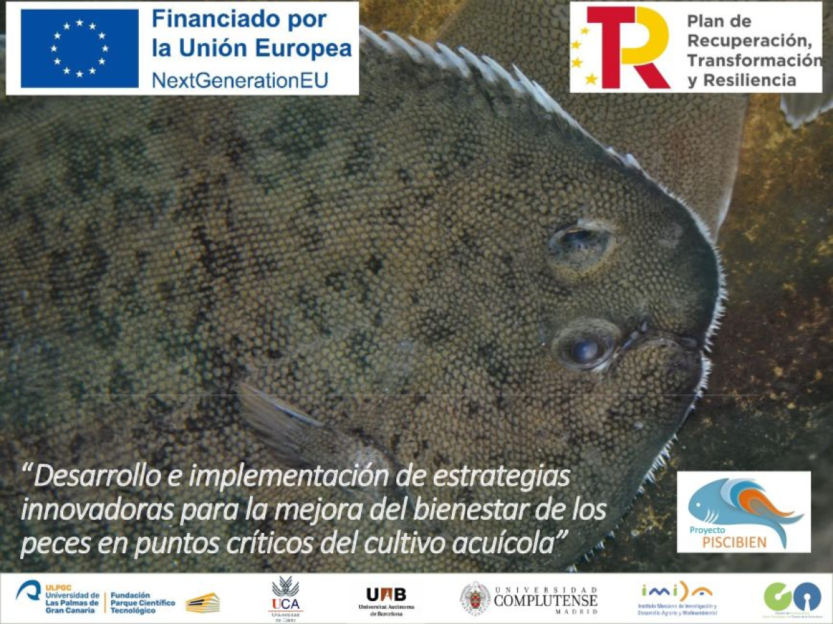 Proyecto Piscibien logra avances clave en bienestar animal en la acuicultura española