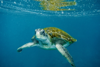 La Tortuga Verde (Chelonia mydas) y la Red Natura 2000 en Canarias (Fase II), resumen final