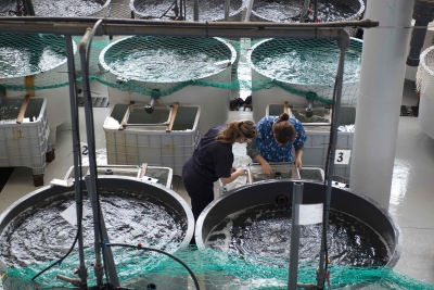 La empresa ecuatoriana Biogemar amplía con la ULPGC la mejora genética del camarón o langostino blanco