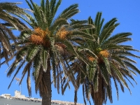 La ULPGC estudia la pureza gen&eacute;tica de los palmerales