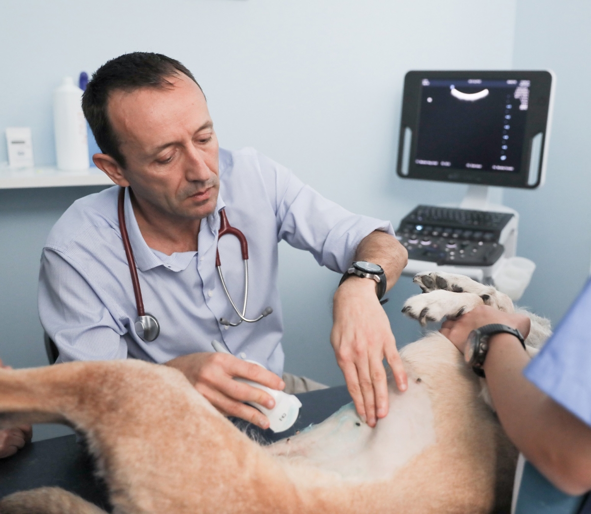 El Servicio de Endocrinología del Hospital Clínico Veterinario de la ULPGC, premiado en el Congreso Europeo de Medicina Interna Veterinaria