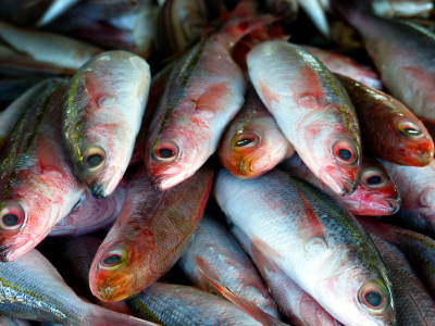El proyecto español Wellstun estudiará las prácticas de sacrificio de los peces cultivados para mejorar sus condiciones